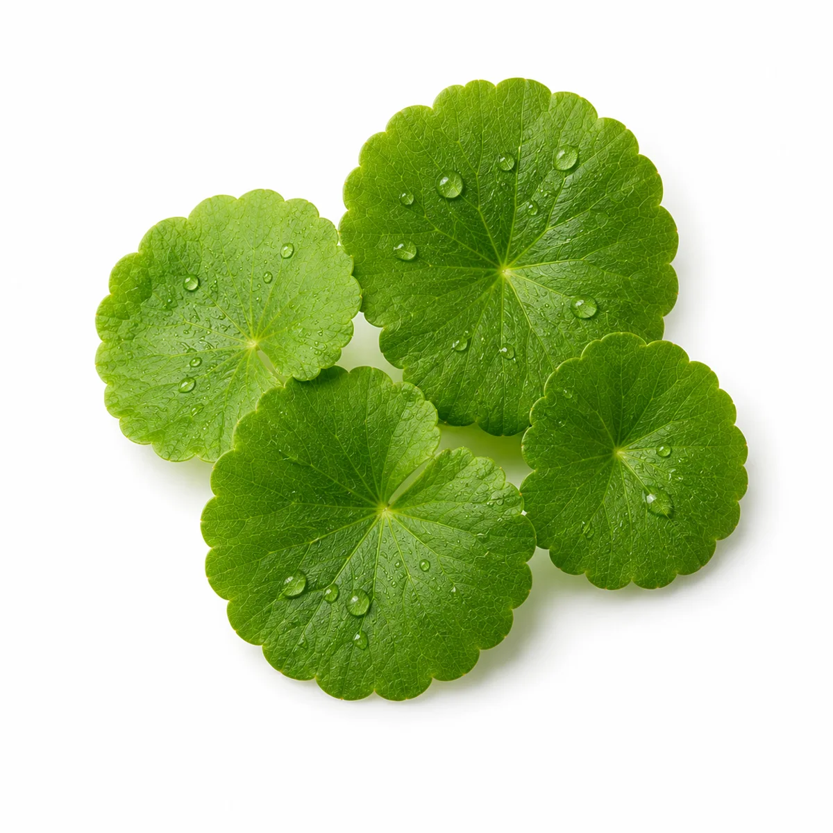 Centella asiatica